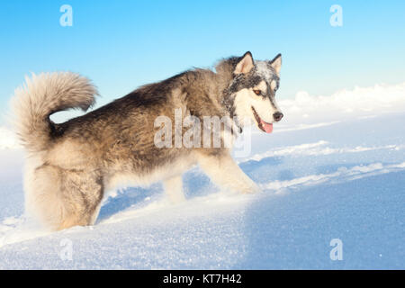 Husky Hund im Schnee gegen den blauen Himmel mit einem Lächeln Stockfoto