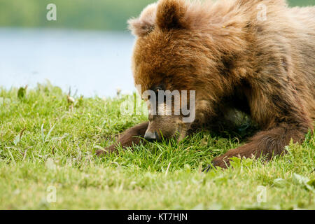 Brown Bear Cub (Ursus Arctos) in Kurilen See, Kamtschatka, Russland. Stockfoto