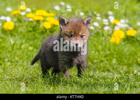 Red Baby Fox Kit, Vulpes vulpes, stehend auf einer Wiese im Frühling, Deutschland. Stockfoto