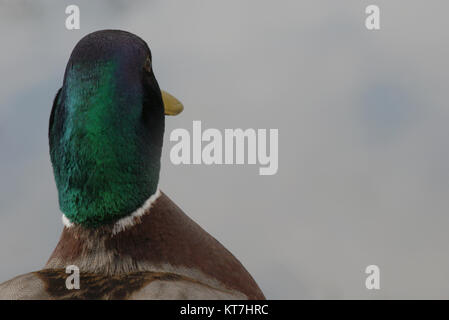 Kopf eines männlichen Stockente von hinten gesehen und viel Platz kopieren Stockfoto