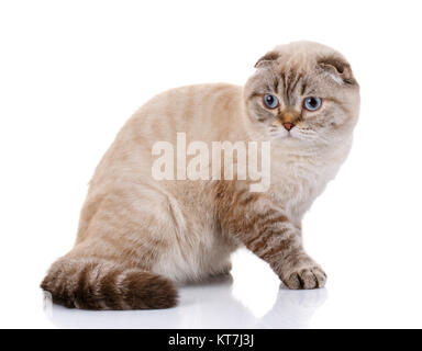 Scottish Fold Kätzchen liegend isoliert Stockfoto