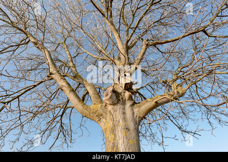 Walnuss im Winter mit Nesting Box Stockfoto