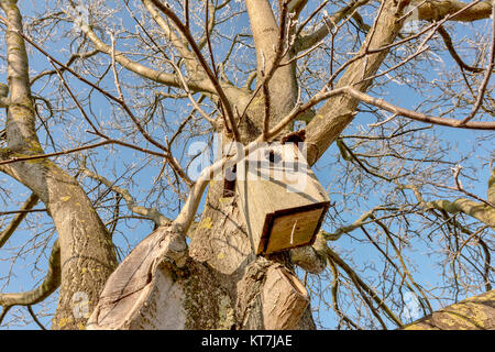 Walnuss im Winter mit Nesting Box Stockfoto