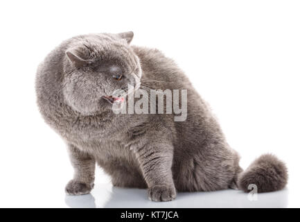 Portrait graue böse Katze British gerade auf Weiß Stockfoto