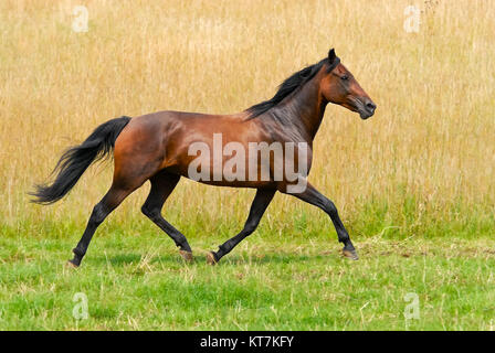 Deutsche Traber, eine Pferderasse, braune Stute läuft mit einer Smart Trab im Grünen auf dem Land, Deutschland. Stockfoto