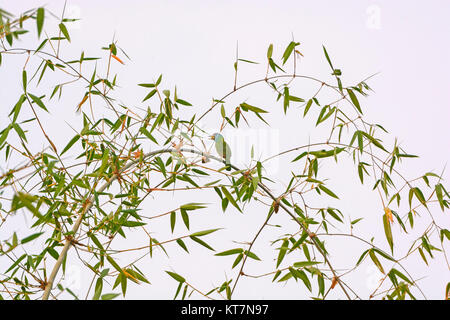 Blau Throated Barbet in einem Baum Stockfoto