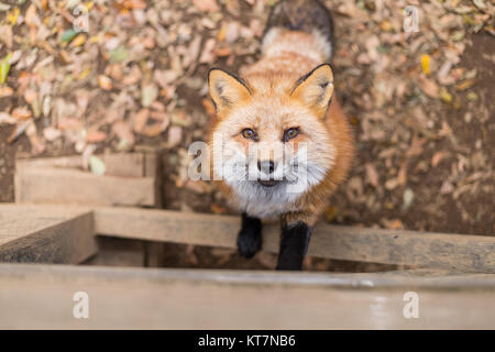 Adorable fox Aufstieg Stockfoto