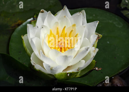 Amerikanische weiße Seerose (Nymphaea odorata) wächst im Westen des Bundesstaates Washington, USA Stockfoto