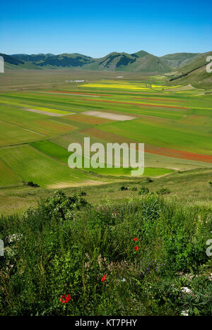 Blüte in Castelluccio Di Norcia, Pian Grande, Sibillini Mountains National Park, Umbrien, Italien Stockfoto