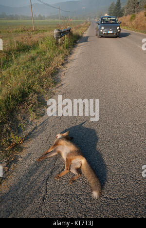 Red Fox (Vulpes vulpes) auf der Straße getötet, Umbrien, Italien Stockfoto