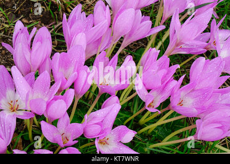 Crocus (krokusse oder croci) Blumen an den sonnigen Tag im Frühling. Stockfoto