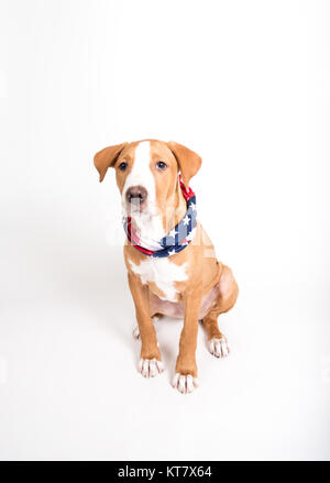 Adorable Fawn farbigen Mischling Welpe tragen American Flag Bandana beim Sitzen auf weißem Hintergrund Stockfoto