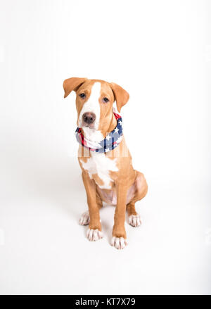 Adorable Fawn farbigen Mischling Welpe tragen American Flag Bandana beim Sitzen auf weißem Hintergrund Stockfoto