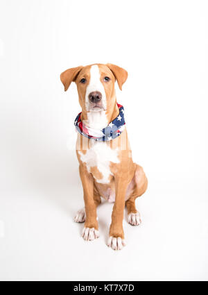 Adorable Fawn farbigen Mischling Welpe tragen American Flag Bandana beim Sitzen auf weißem Hintergrund Stockfoto