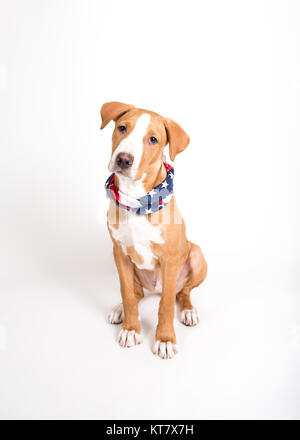 Adorable Fawn farbigen Mischling Welpe tragen American Flag Bandana beim Sitzen auf weißem Hintergrund Stockfoto