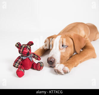 Adorable Fawn farbigen Mischling Welpe Verlegung mit Red Christmas Teddy Spielzeug Stockfoto