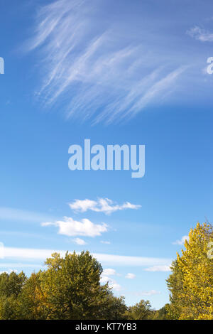 Cirrus und cumulus Wolken in blauem Himmel über Pappelbäumen Stockfoto