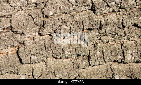 Holz Rinde Textur Hintergrund Stockfoto