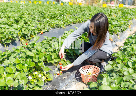 Junge Frau Ernte Erdbeere im Feld Stockfoto