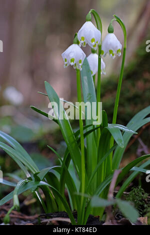 Frühling Blumen Knoten Stockfoto