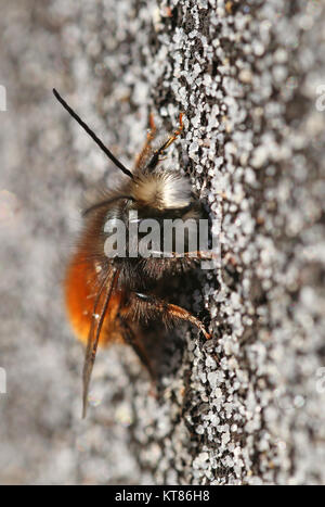 Gehörnte Maurerbiene osmia cornuta im Hochformat Stockfoto