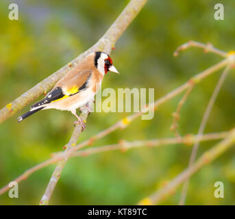 Europäische goldfinch saß auf dem Ast eines Baumes Stockfoto