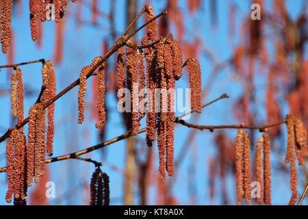 Männlichen Kätzchen auf einer Haselnuss im März Stockfoto