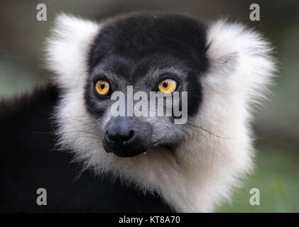 Schwarz-weiße Vari variegata Varecia Stockfoto