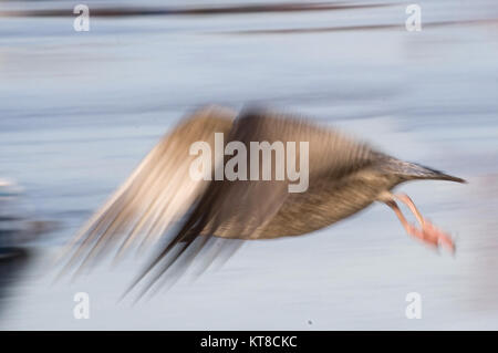 Juvenile Möwe, Fluss Tyne, Hebburn Stockfoto