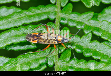 Feine Streifen (Bugkin Miris striatus) in Sussex, UK Stockfoto