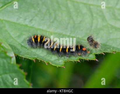 Fox Moth caterpillar Befall durch Milben (Macrothylacia Rubi). Sussex, UK Stockfoto