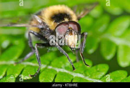 Leiter der Hoverfly (Volucella bombylans var plumata). Sussex, UK Stockfoto