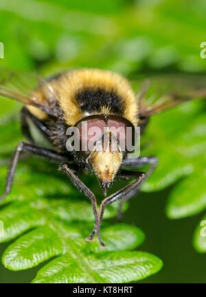 Leiter der Hoverfly (Volucella bombylans var plumata). Batesian Mimikry. Sussex, UK Stockfoto