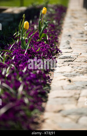 Gelbe Tulpen blühen in Arlington National Friedhof Columbarium Gerichte, 15. April 2016 in Arlington, Virginia. 624 Der Friedhof morgen sind eine einzigartige Mischung von formalen und informellen Landschaften, bestreut mit mehr als 8.600 einheimischen und exotischen Bäumen. (U.S. Armee Foto von Rachel Larue/Arlington National Cemetery/freigegeben) Stockfoto