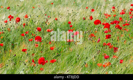 Tag der Erinnerung Roter Mohn (Papaver rhoeas) Sussex, UK Stockfoto