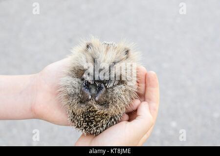 Europäische Igel cub Stockfoto