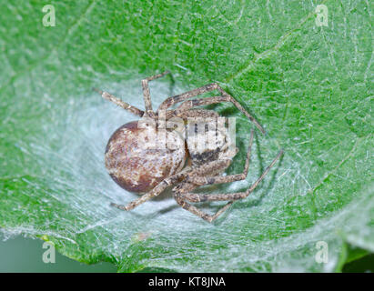 Running Crab Spider (Philodromus cespitum) Weibliche auf Seide Pad. Philodromidae. Sussex, UK Stockfoto