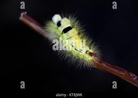 Pale tussock Motte Calliteara pudibunda Raupe, Stockfoto