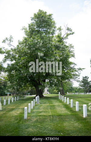 Die Virginia State Champion Yellowwood, rechts, blüht im Abschnitt Arlington National Friedhof 23. Am 12. Mai 2015 in Arlington, Virginia. Die Yellowwood ist einer von zwei Virginia State Champion Bäume in ANC. (U.S. Armee Foto von Rachel Larue/freigegeben) Stockfoto