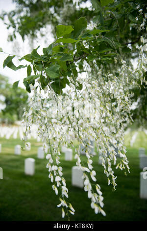 Die Virginia State Champion Yellowwood, rechts, blüht im Abschnitt Arlington National Friedhof 23. Am 12. Mai 2015 in Arlington, Virginia. Die Yellowwood ist einer von zwei Virginia State Champion Bäume in ANC. (U.S. Armee Foto von Rachel Larue/freigegeben) Stockfoto