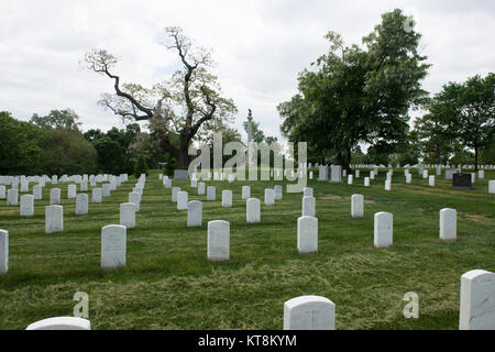 Die Virginia State Champion Yellowwood, rechts, blüht im Abschnitt Arlington National Friedhof 23. Am 12. Mai 2015 in Arlington, Virginia. Die Yellowwood ist einer von zwei Virginia State Champion Bäume in ANC. (U.S. Armee Foto von Rachel Larue/freigegeben) Stockfoto