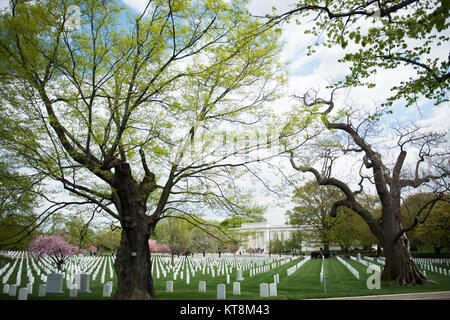 Ein yellowwood Baum, Links und eine Kaiserin Baum, rechts, beide Virginia State Champion Baum, wachsen in Abschnitt 23, in der Nähe der Gedenkstätte Amphitheater, Arlington National Cemetery, 23. April 2015 in Arlington, Virginia. Gedenken 150 Arlington National Friedhof Jubiläum, die historische Landschaft hat als der Nationalfriedhof Arlington Memorial Arboretum etabliert. Das Arboretum dient als lebendige Erinnerung an diejenigen, die unsere Nation gedient haben und verbindet die Besucher der vielschichtigen lebendige Geschichte des Friedhofs und natürlicher Schönheit. Mehr als 8600 Bäume von 300 verschiedenen Sorten machen t Stockfoto