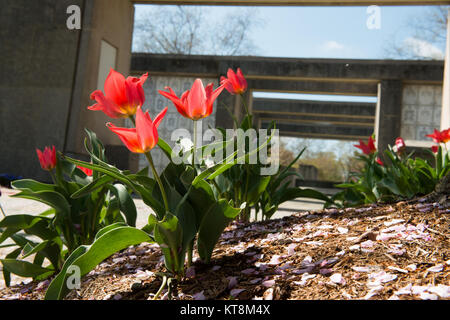 Rote Tulpen blühen außerhalb von columbarium 4 in Arlington National Cemetery, 17. April 2015 in Arlington, Virginia. Der Friedhof ist 642 Hektar mit einer Mischung aus formellen und informellen Landschaften. (U.S. Armee Foto von Rachel Larue) Stockfoto