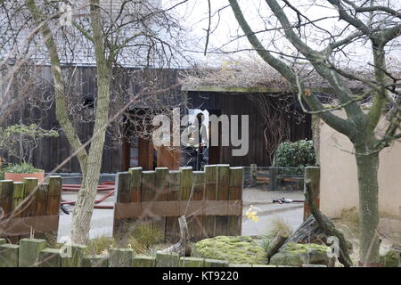 London, Großbritannien. 23 Dez, 2017. London Zoo Feuer, wo 70 Feuerwehrmänner Credit: Fantastische Kaninchen/Alamy Leben Nachrichten reagiert Stockfoto