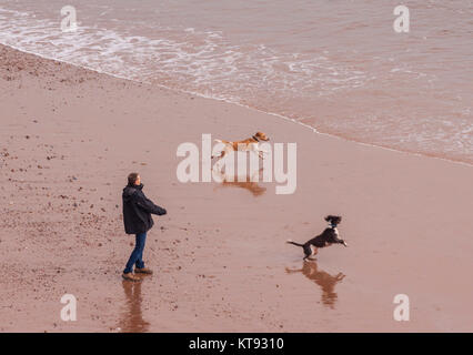 Honiton, Devon. 23 Dez, 2017. UK Wetter: ein Mann seine Hunde am Strand atSidmouth, Devon, an einem milden und ruhiger Tag. Stürme Dylan und Eleanor, die vierte und fünfte namens Sturm des Jahres, sind durch strenge Bedingungen am zweiten Weihnachtsfeiertag nach Großbritannien zu bringen. Credit: Foto Central/Alamy leben Nachrichten Stockfoto