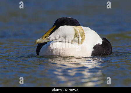 Eider Duck Drake auf Wasser in Noerhumberland Stockfoto