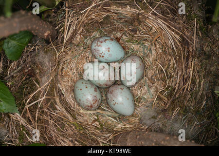 Mistle Thrush Nest mit fünf Blau gesprenkelten Eiern Stockfoto
