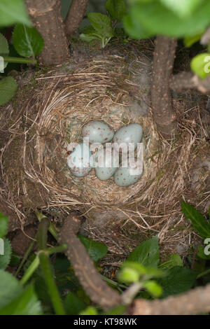 Mistle Thrush Nest mit fünf Blau gesprenkelten Eiern Stockfoto