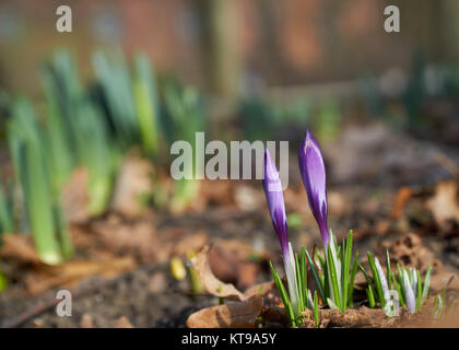 Magenta crocus Blüten im Frühling mit grünem Gras Stockfoto