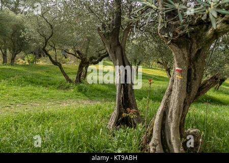 Olivenhain auf dem Gelände des die Kapelle des Heiligen Gabriel, Tarascon, Bouches-du-Rhone, Frankreich. Stockfoto